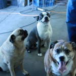 Tuffy, Bella, and Bruno Shop security and alarm system